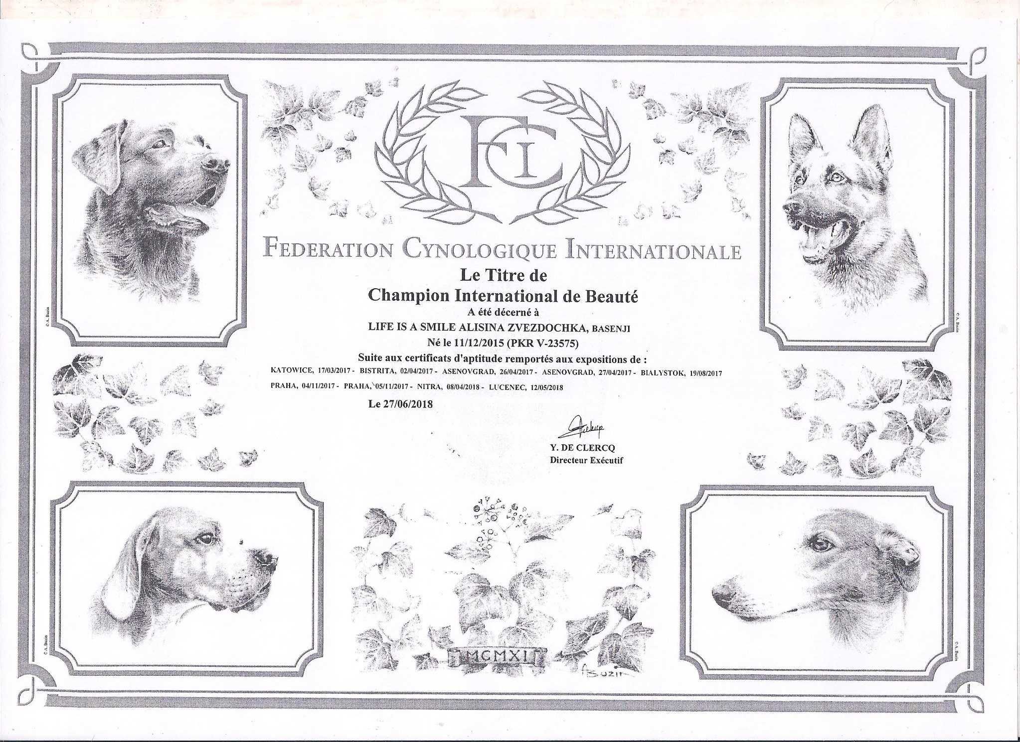 Basenji zapowiedź letniego miotu. Rudo białe i pręgowane po championie