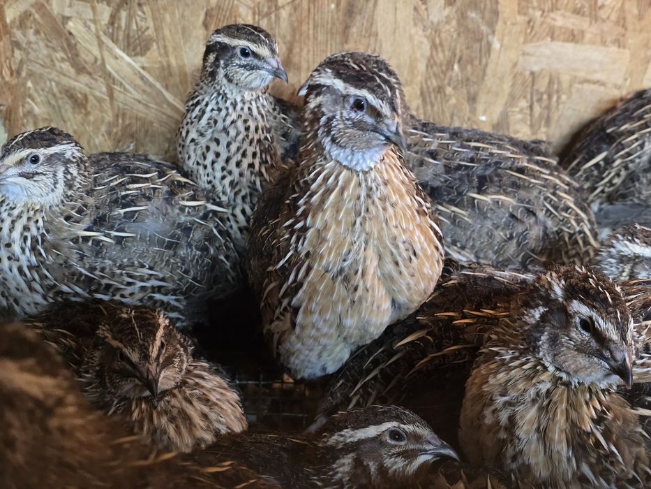 Przepiórki nioski texas teksas faraon brojler fenix celadon mandzurska
