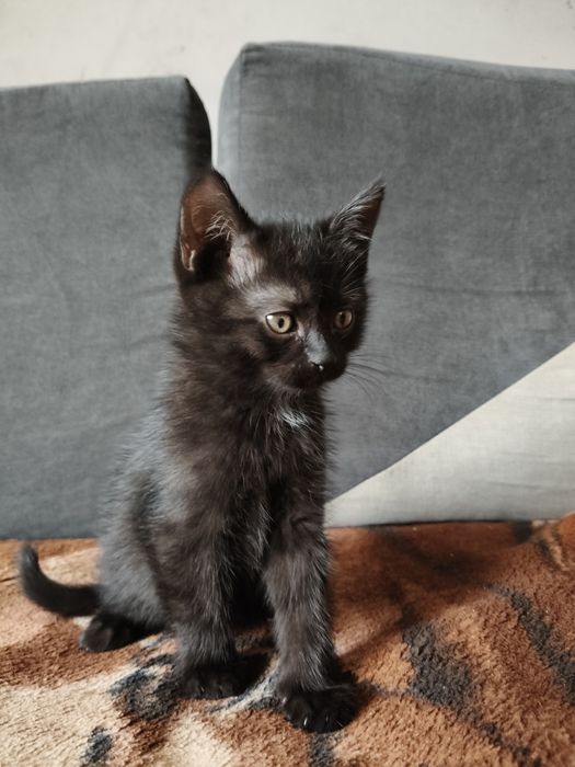 Mały kot niecałe 3 miesiące