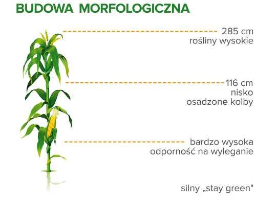 Nasiona kukurydzy Cekras C1 FAO 250 - 260 50 tys centrala nasienna