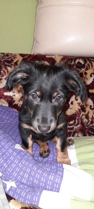 Безкоштовно в добрі руки