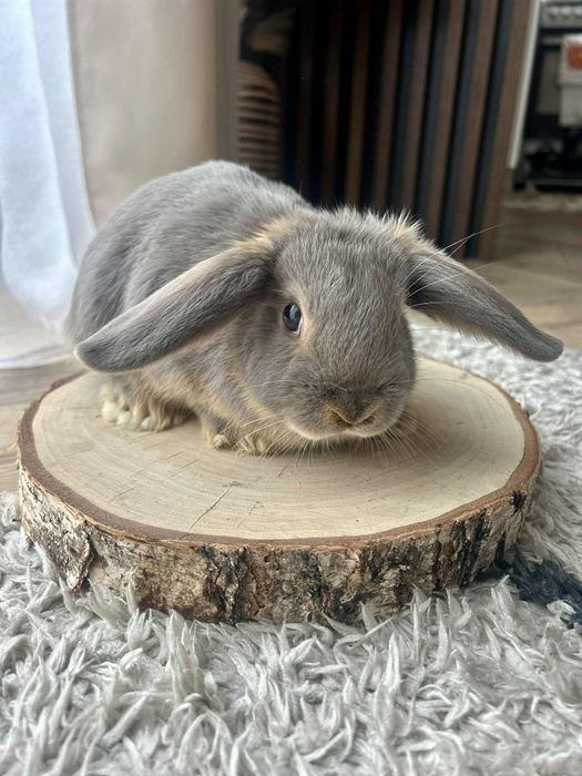 Króliczek karzełek Baran podpalany feh mini królik