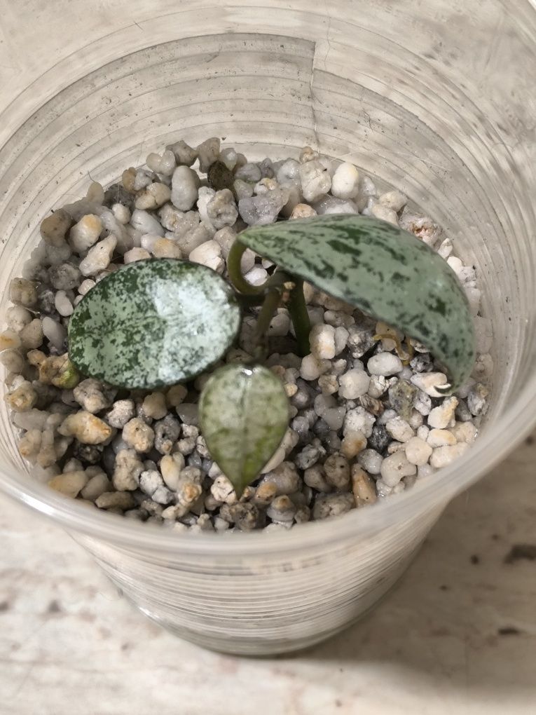 Hoya lacunosa sulcata