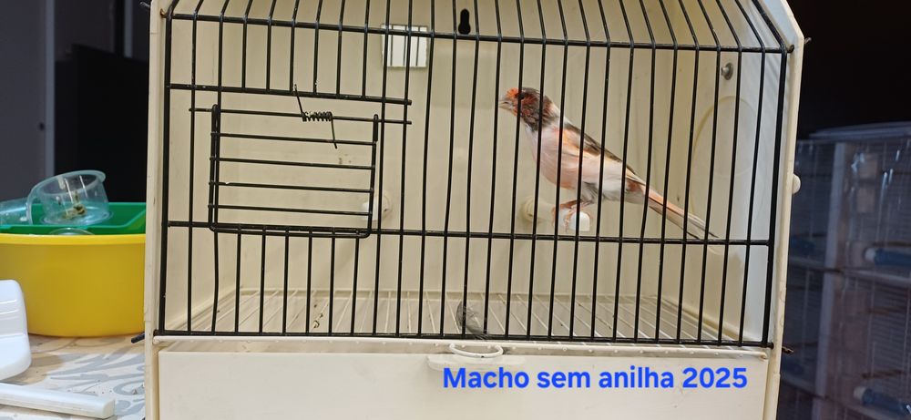 Canários Arlequins Machos