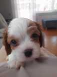 MOLI Cavalier FCI