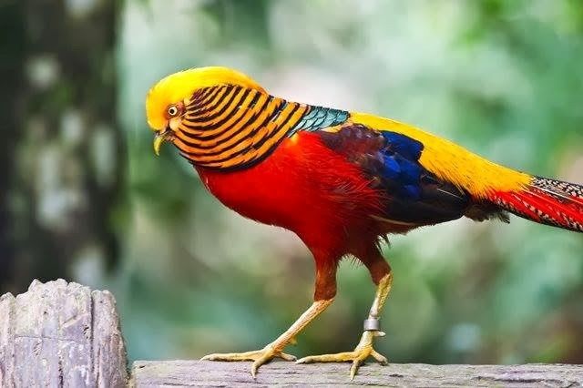 Faisão dourado adulto