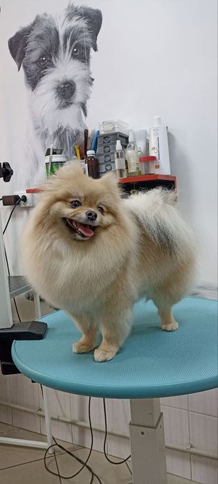 Стрижка собак и кошек