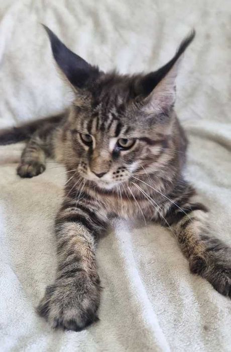 Gatinho Maine Coon