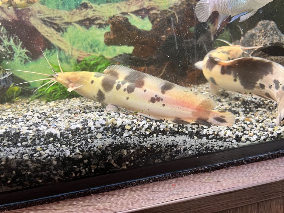 Sumy  - 25/30 cm. Oddam