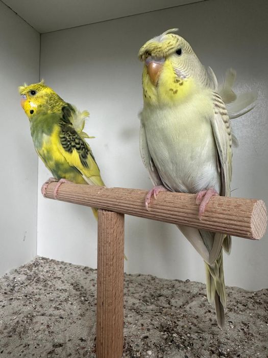 Periquitos haganogros