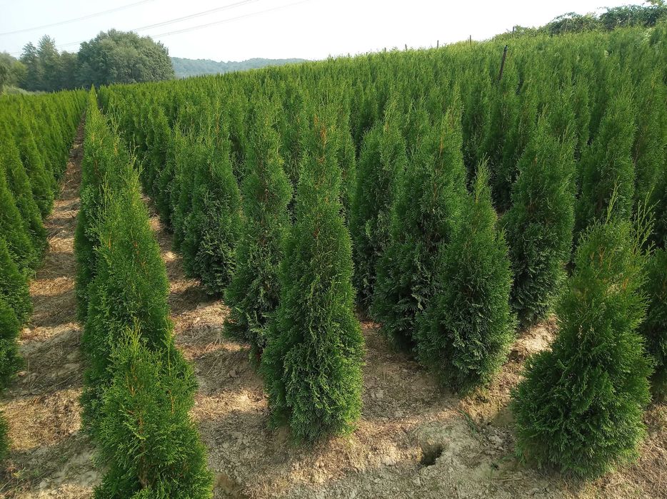 Tuja brabant 200cm, szmaragd , dowóz gratis, SADZIMY