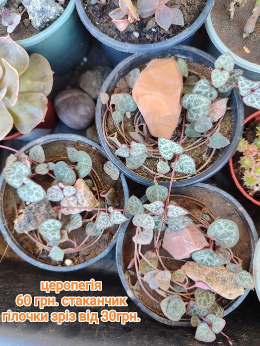 Сукуленти. Красула. Хавортія. Каланхое