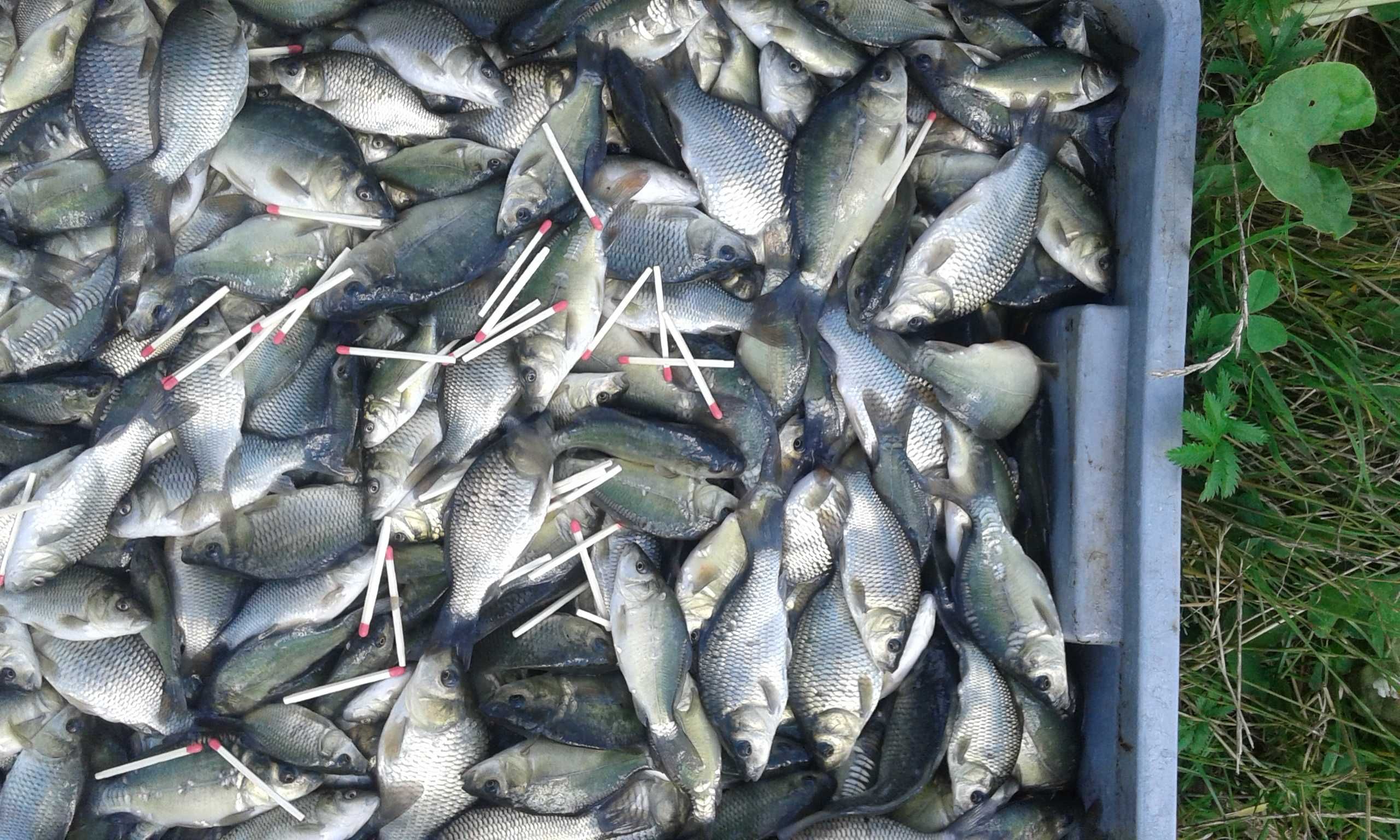 KARP OD 26cm DO 36cm cena 26-36zł 1szt i inne amur sum węgorz