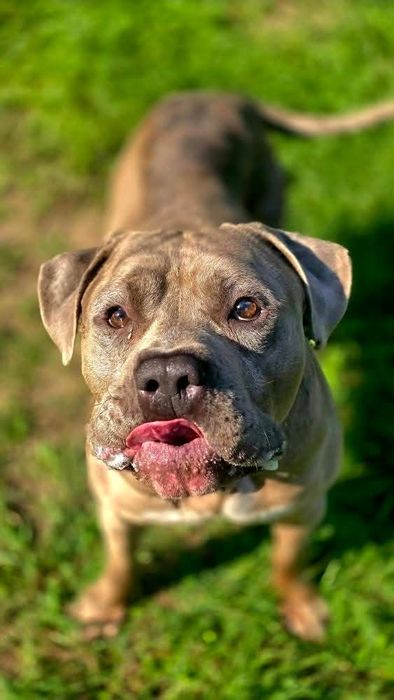 Lunek w typie american bully XL do adopcji!
