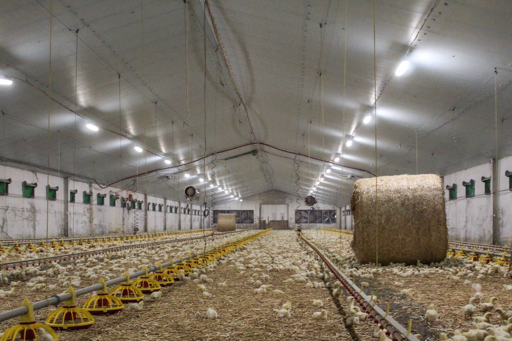 Izolacja Podbitka Kurnika Fermy Płyty Ociepleniowe Styrodur XPS AGRO