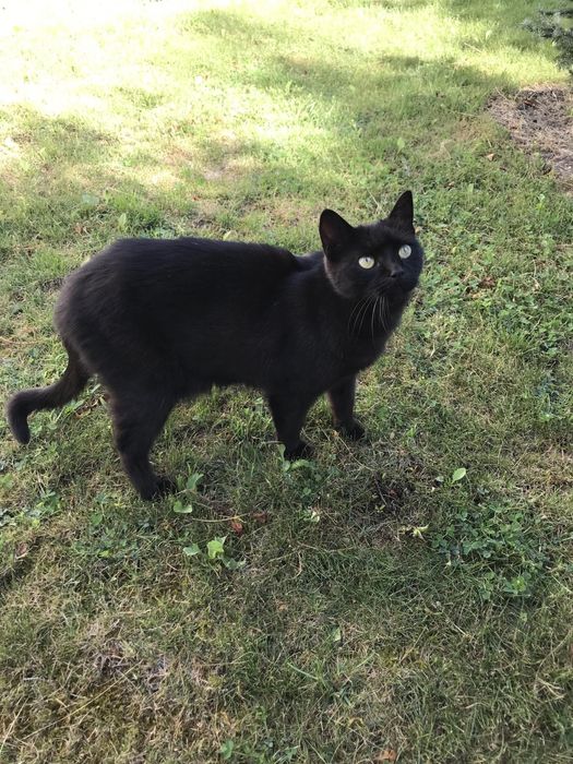 Віддам кота в добрі руки!