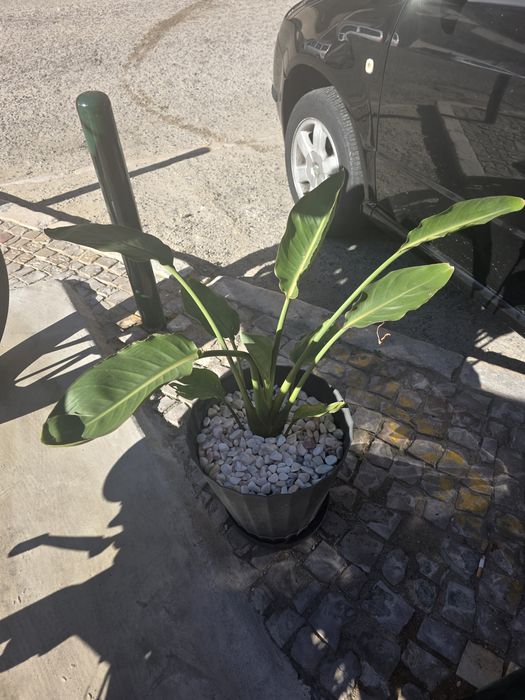 Plantas Naturais