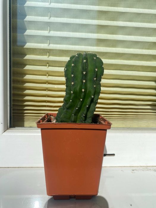 Чудові Кактуси! Квітнуть білими кватками!