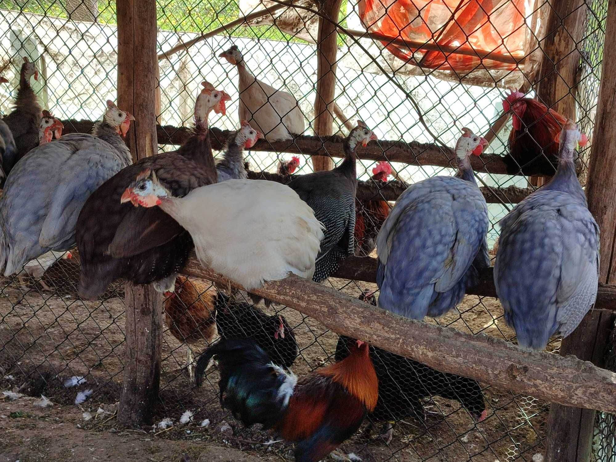 Jaja perlicze, jajka od perliczek, zielononóżka, araucana, marans