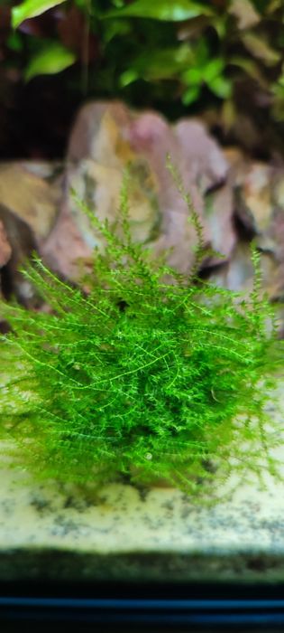 Mech Stringy moss Leptodictyum riparium