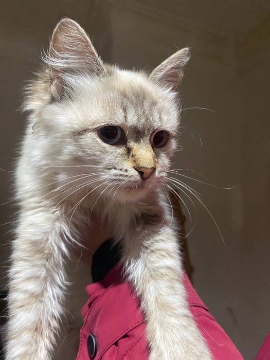 Нейморівно гарна кішечка шукає сімʼю!!!