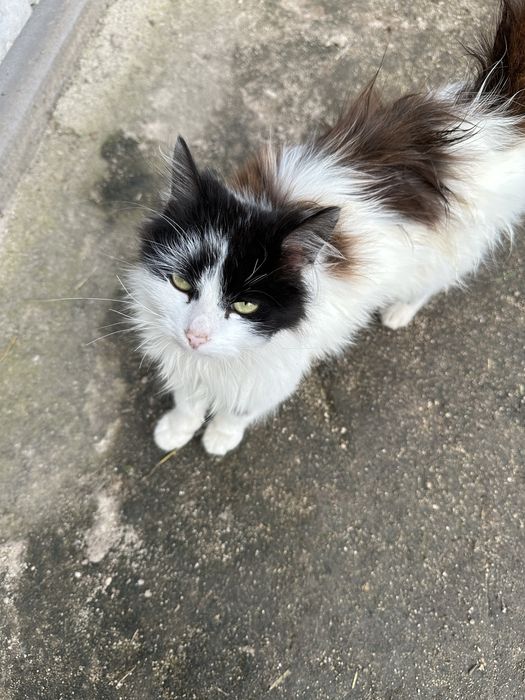 Котята в хорошие руки. Бесплатно!