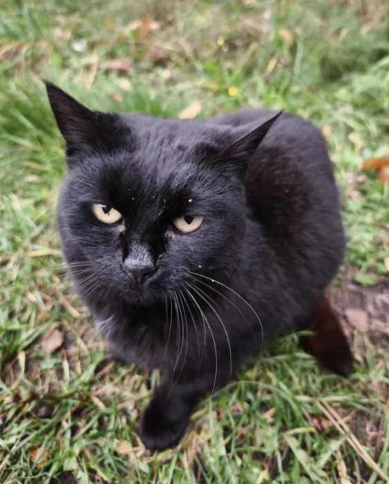 Czarna kulka miłości szuka domu