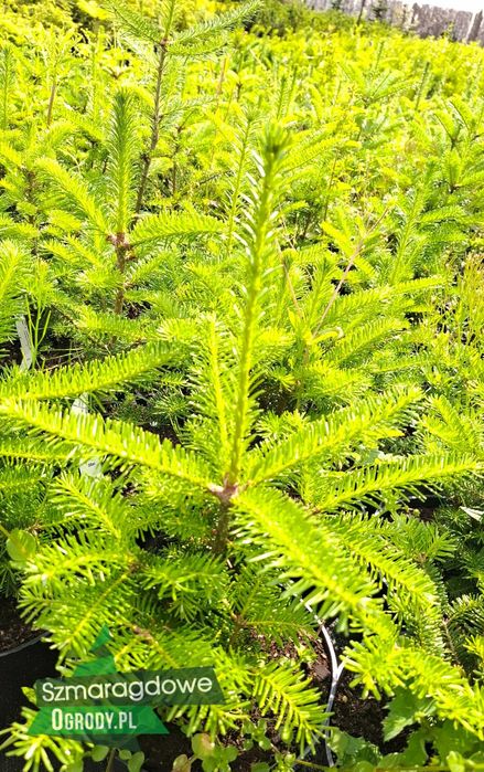 Jodła Frasera Abie fraserii DONICA C2/C3 OKAZJA
