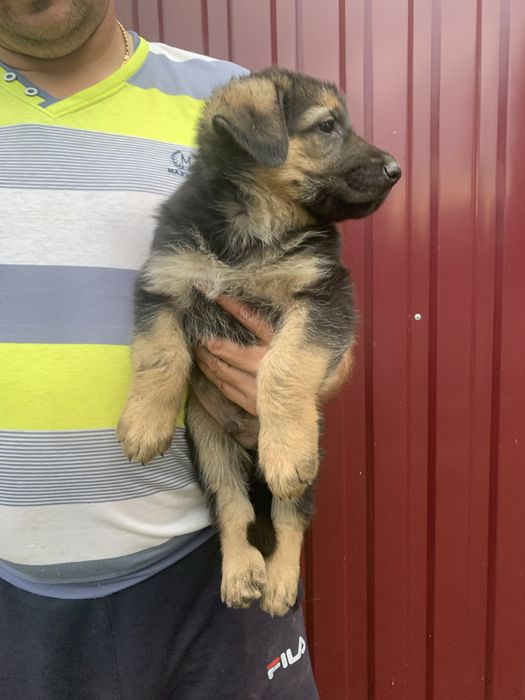 Продам цуценят Німецької вівчарки