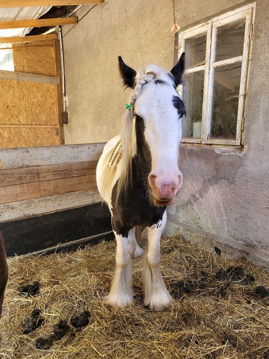 Klacz Irish Cob, tinker