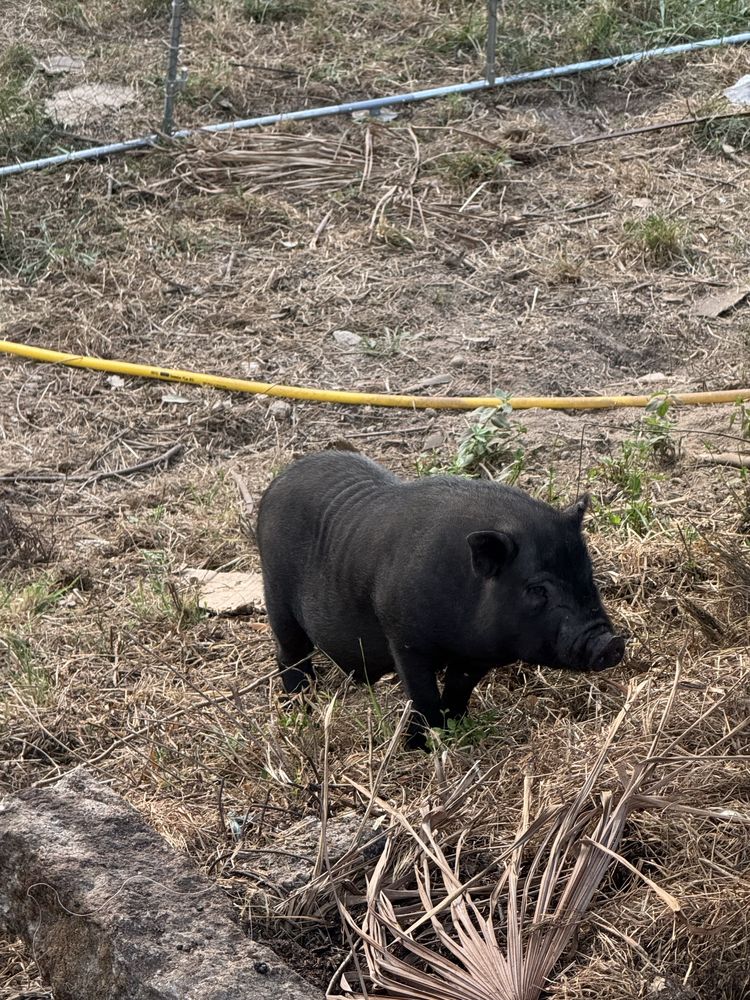 Porcos vietenamita