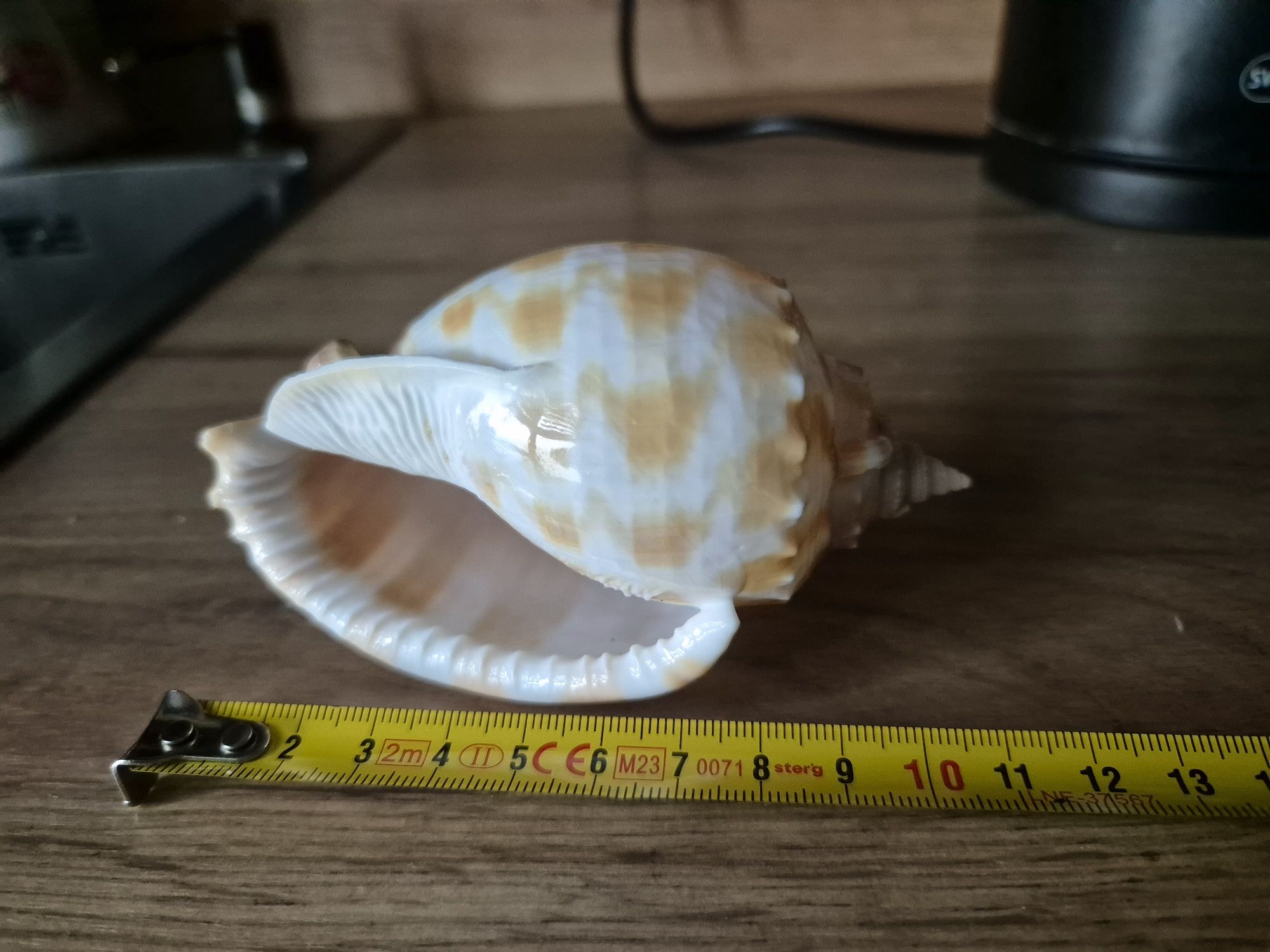 Muszla Kolekcionerska