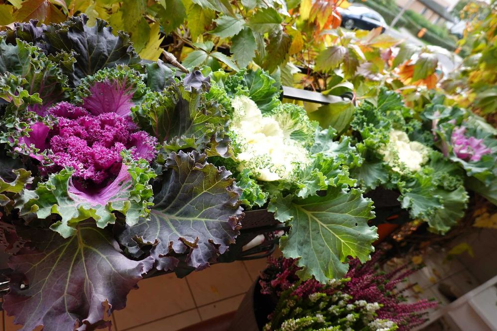 Kapusta ozdobna róża kapuściana alternatywa chryzantemy