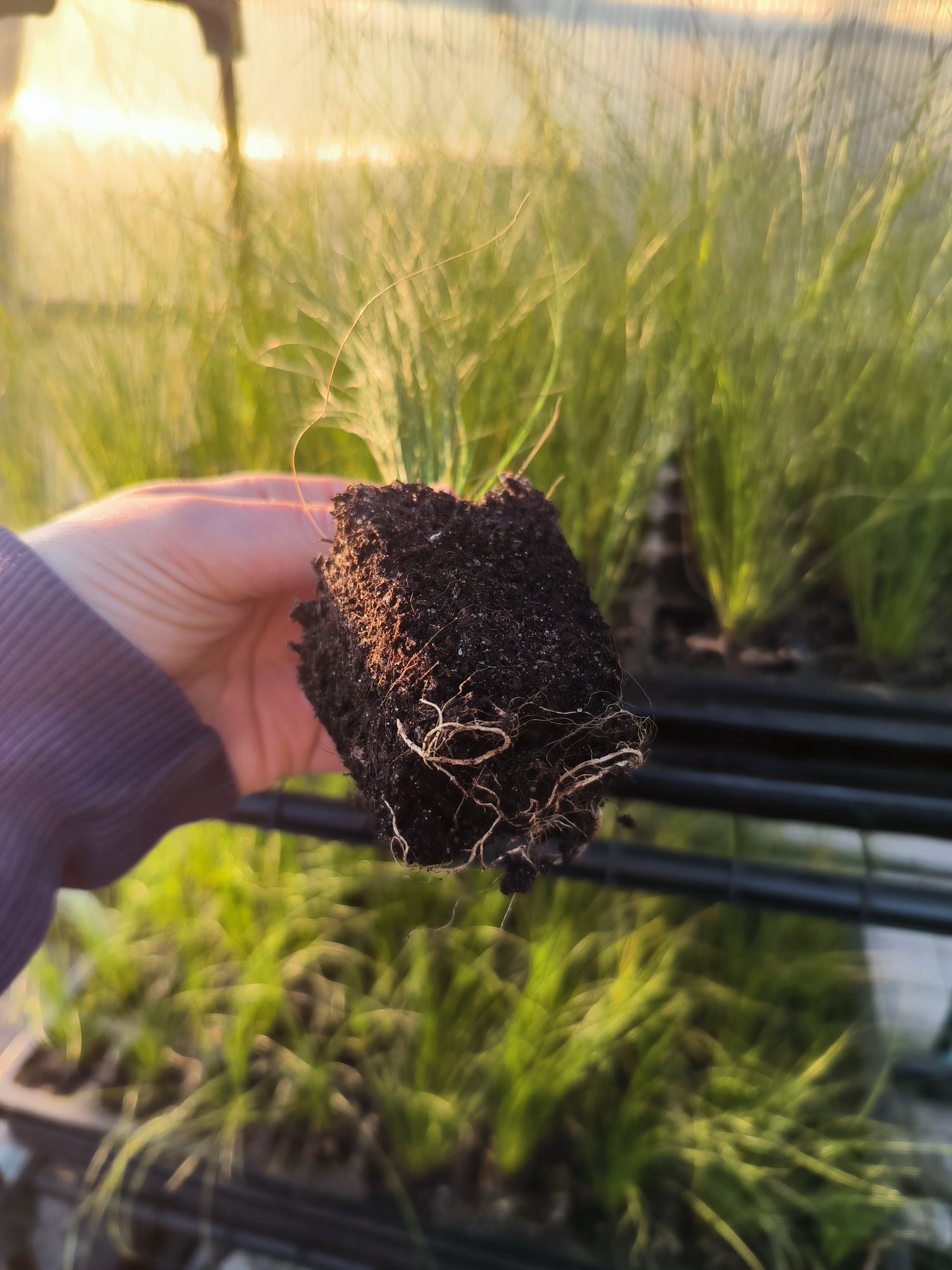 Stipa, trawa ozdobna pony tails, ostnica