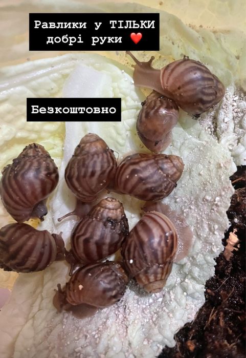 Равлики ахатини  безкоштовно