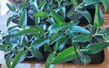 Lecznicza Żyworódka (Kalanchoe Daigremontiana)