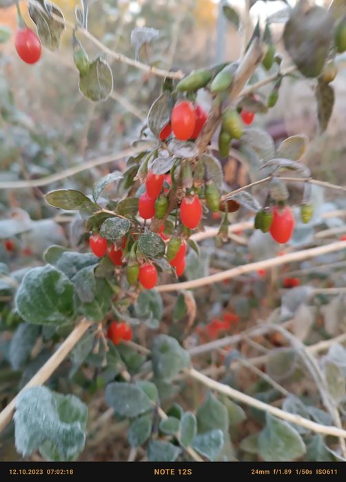 Продам саджанці годжи