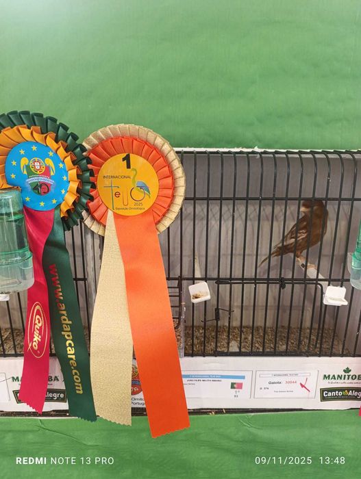 Phaeos amarelos/branco