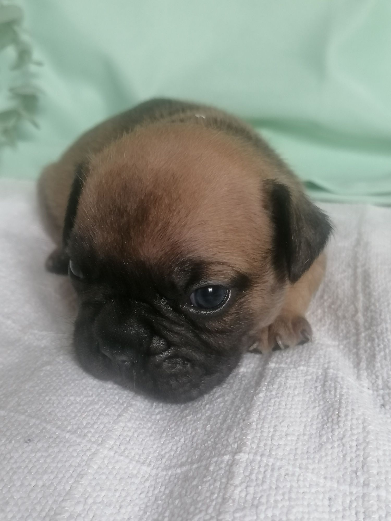 Bulldog francês excelente