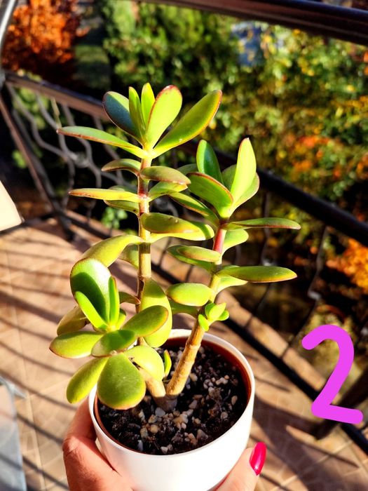 Doniczki na sprzedaż