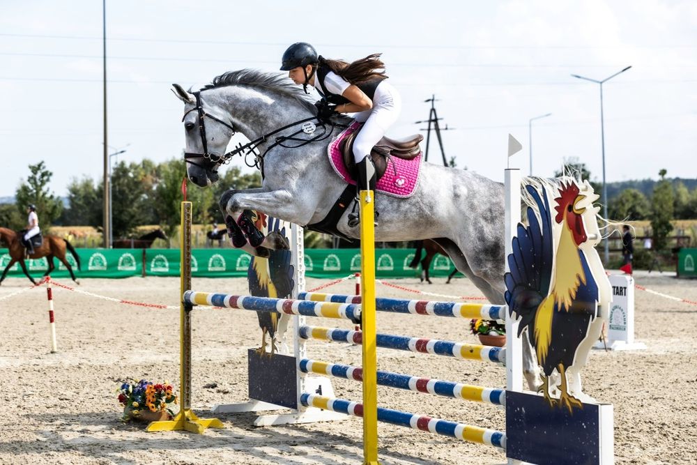 Klacz polski koń sportowy na sprzedaż