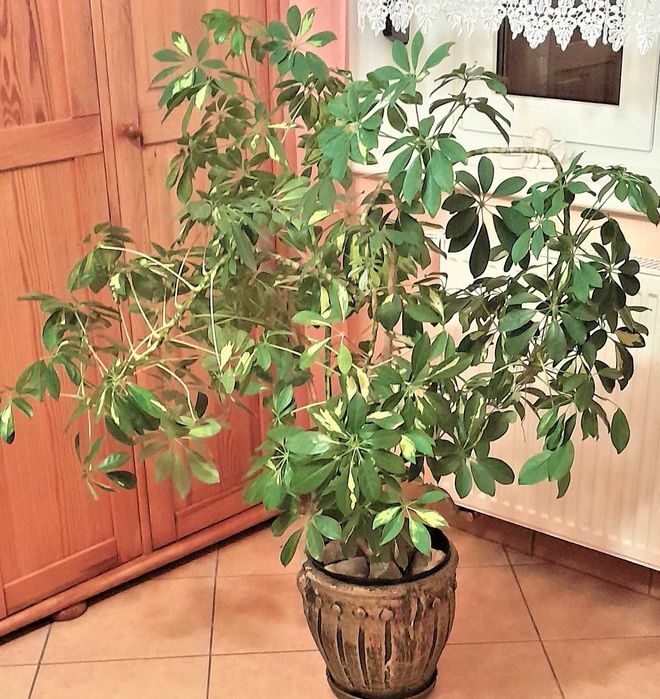 Kwiat Szeflera drzewkowata,formowana.