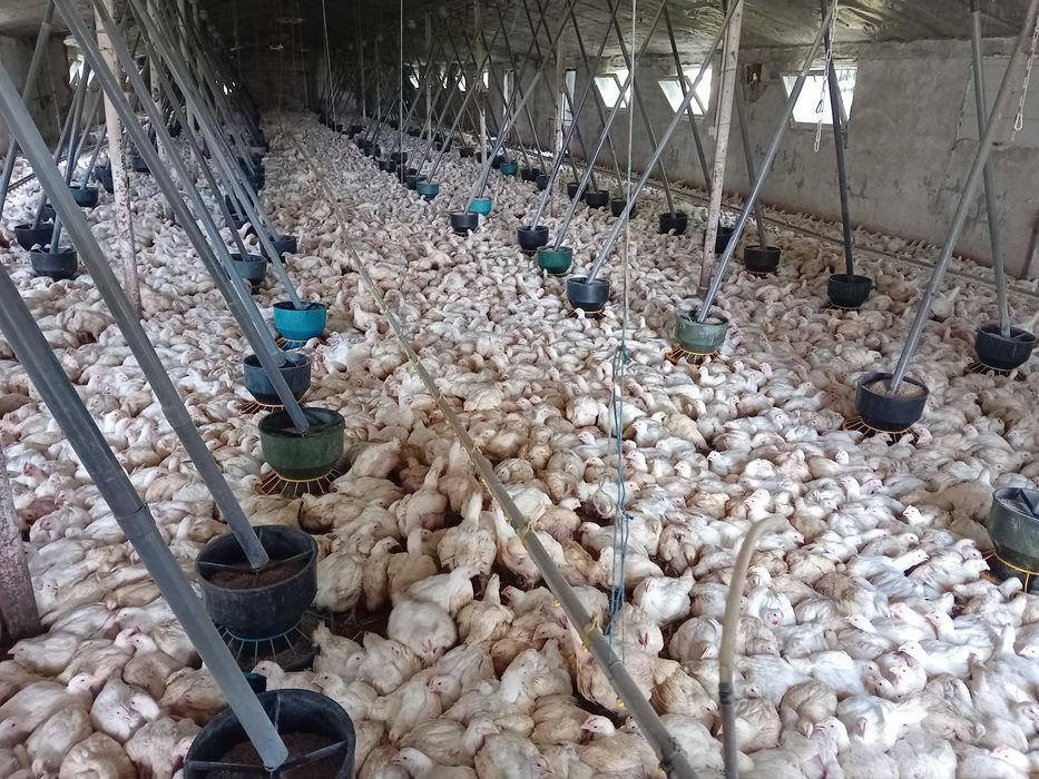 Kury brojlery ros 308