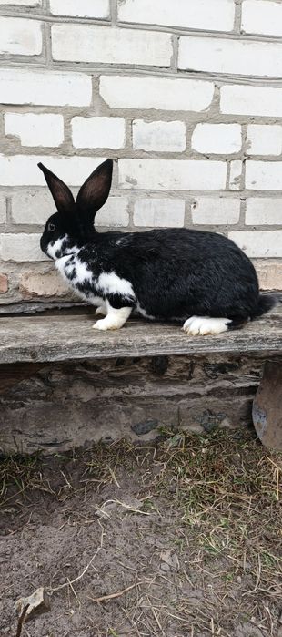 Кролі каліфорнійці змішані з німецьким строкачем