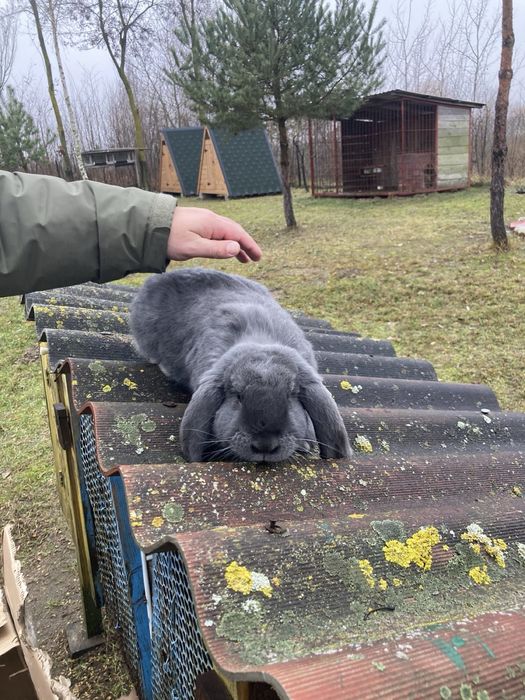 Продам кроличку та кроленята породи  Баран