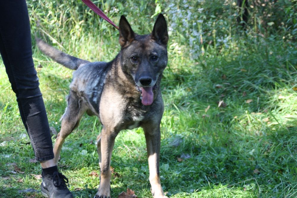 Pies Disney w typie owczarka do adopcji. Za darmo.