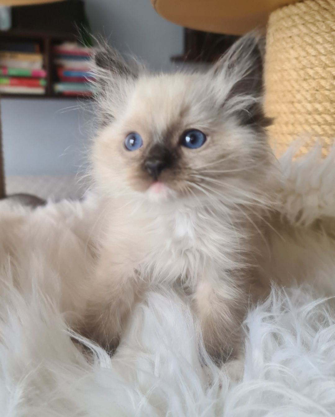 Kocurek ragdoll seal mitted