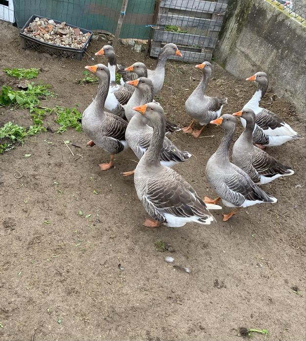 Gansos machos e femeas