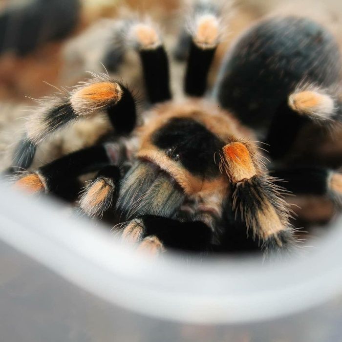 Brachypelma hamorii самка паук птицеед