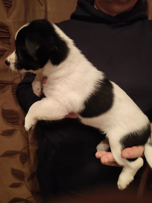 Отдам даром собак